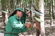 Bình Dương: Người trồng cao su: Tìm cách vượt khó